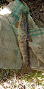 Brown Trout