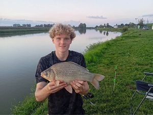 Crucian Carp