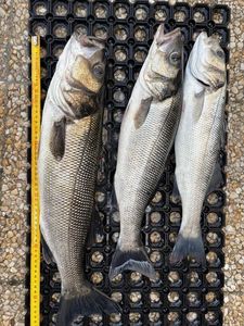 European Bass (Seabass)