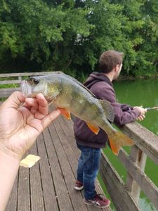 European Perch