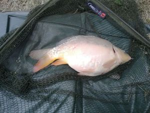 Mirror Carp