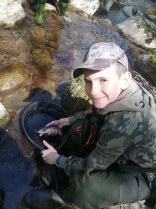 Brown Trout