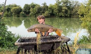 Common Carp