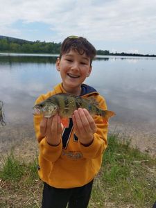 European Perch