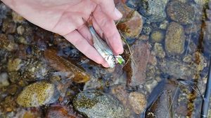 Gudgeon