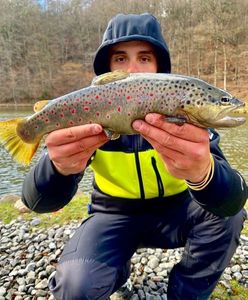 Brown Trout