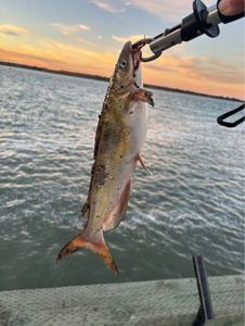 Channel Catfish