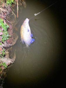 Common Bream