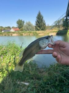 Largemouth Bass