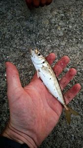 Atlantic Horse Mackerel