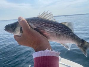 European Bass (Seabass)