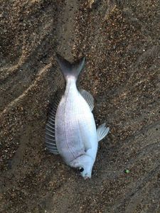Black Seabream
