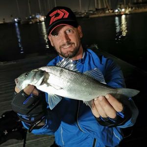 European Bass (Seabass)