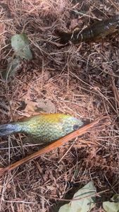 Green Sunfish