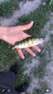 Yellow Perch