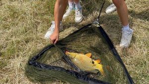 Common Carp