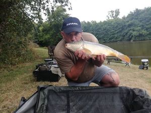 Mirror Carp