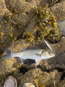 European Bass (Seabass)