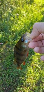 European Perch