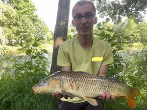 Common Carp