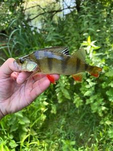 European Perch