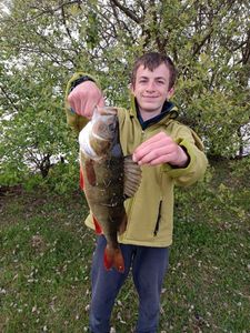 European Perch