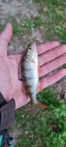 European Perch