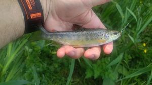 Brown Trout