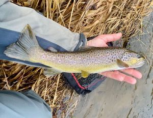 Brown Trout