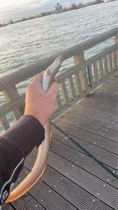 European Eel (Common Eel)