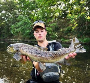 Brown Trout