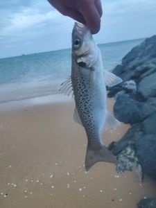 Spotted Seabass caught by Laurent Goudard