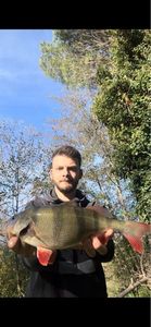 European Perch