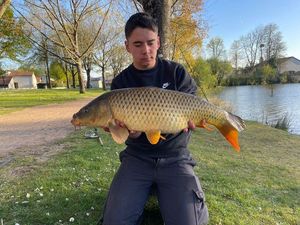 Common Carp