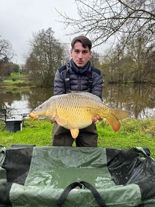 Common Carp