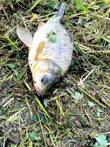 Crucian Carp