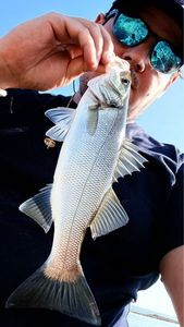 European Bass (Seabass)