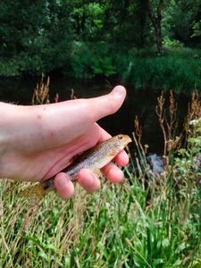 Gudgeon