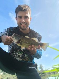 Largemouth Bass