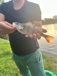 European Perch