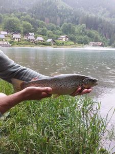 Brown Trout