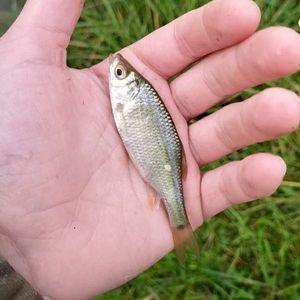 Roach