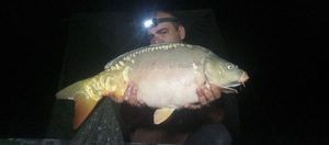 Mirror Carp
