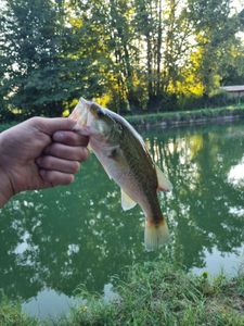 Largemouth Bass