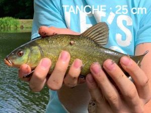 Tench