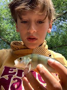 European Perch