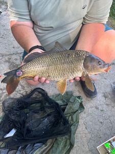 Common Carp