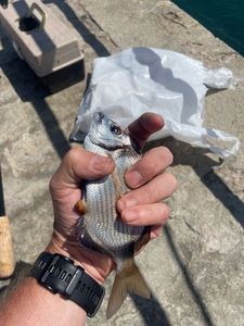 Black Seabream