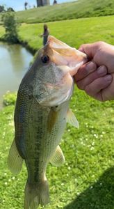 Largemouth Bass