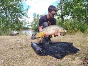 Common Carp